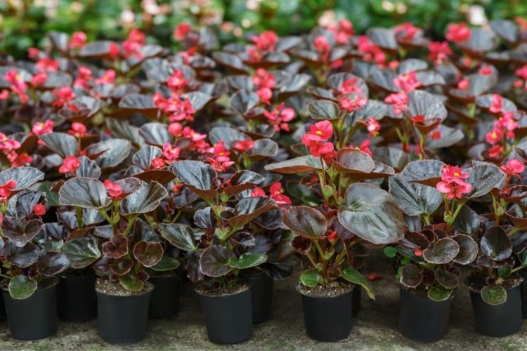 A begônia do gelo tem folhas brilhantes e flores de cores diferentes