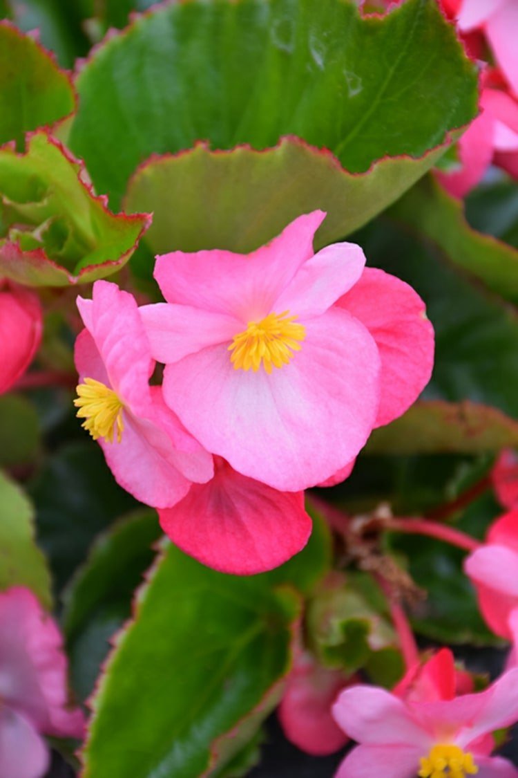 Begônias de gelo combinam na cor rosa e com folhas verdes