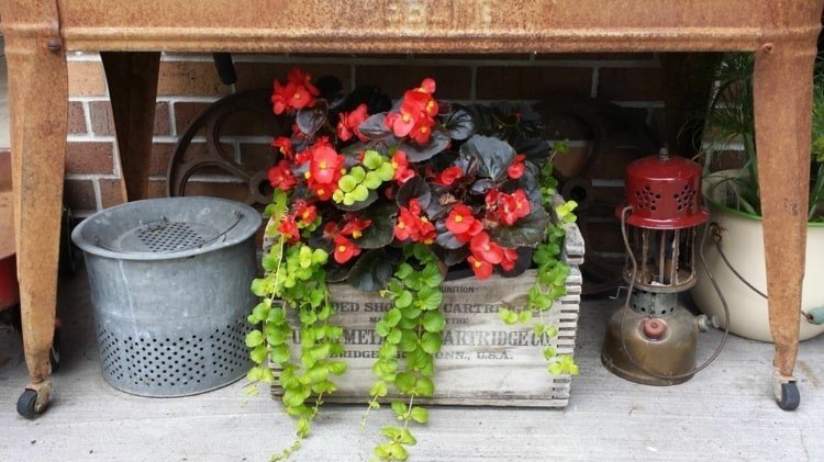 Begônia de gelo com folhas escuras e flores vermelhas e planta rasteira de jenny