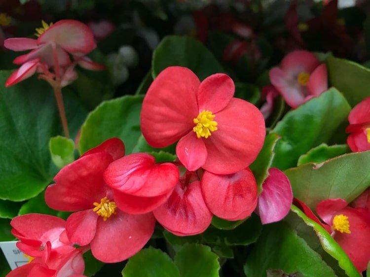 Begônias de gelo se combinam no jardim - quais plantas combinam com ela