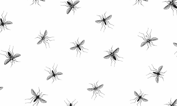 Faça você mesmo borrifar mosquito - quais óleos são adequados
