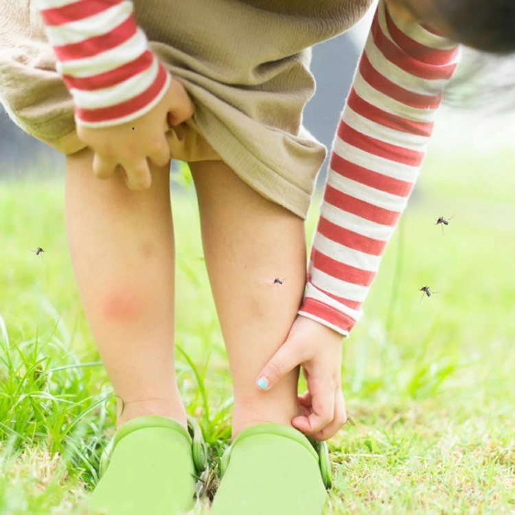 Faça seu próprio spray de mosquito com ingredientes naturais para crianças e adultos