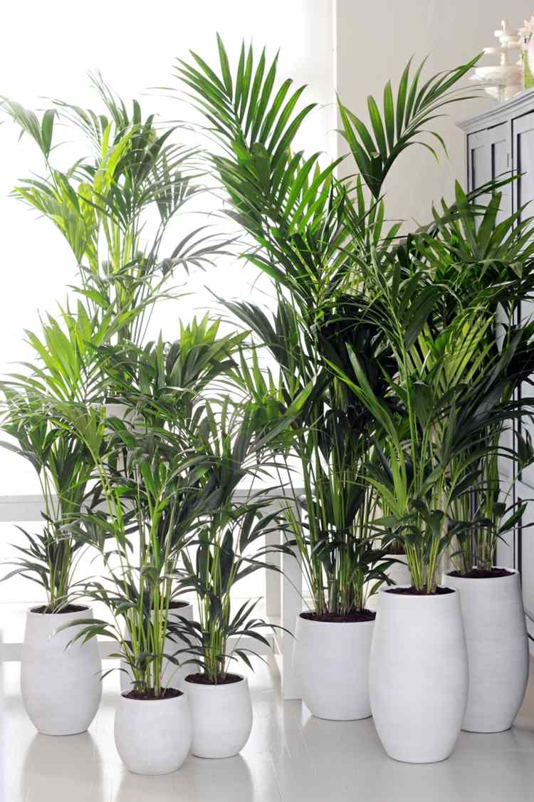 plantas de interior pequena luz kentia palm atraente tropical oxigênio plantador branco