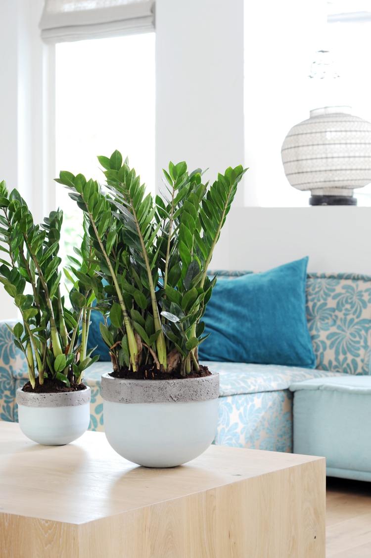 plantas de interior pouca luz zamioculcas idéia de cuidado fácil brilho design de sala de blaetter