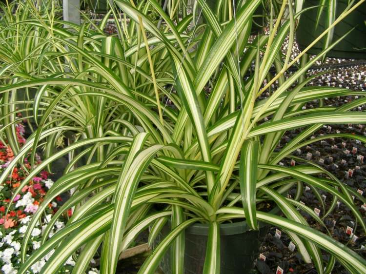 plantas de interior pouco verde claro lírio graeser listras brancas delicadas flores