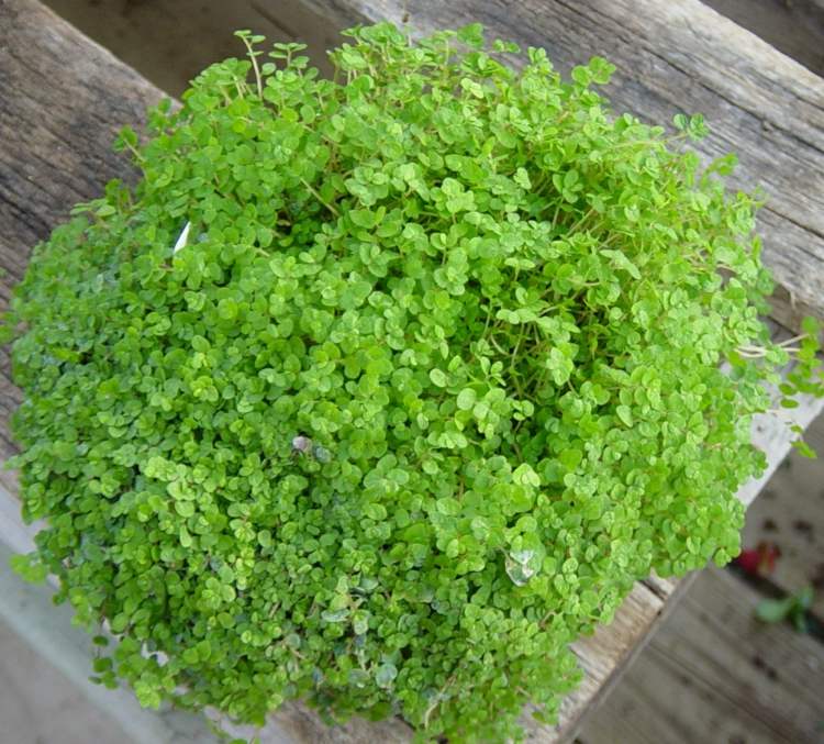 plantas de interior para little light bob penteado tenro folhas ideia para iniciante