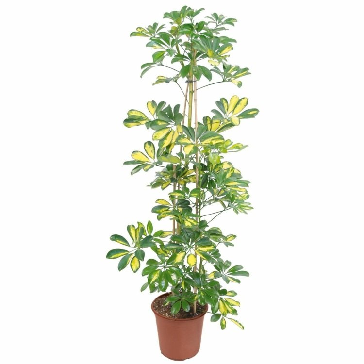 plantas de interior pouca luz schefflera padrão escuro brilhante folhas planta trepadeira