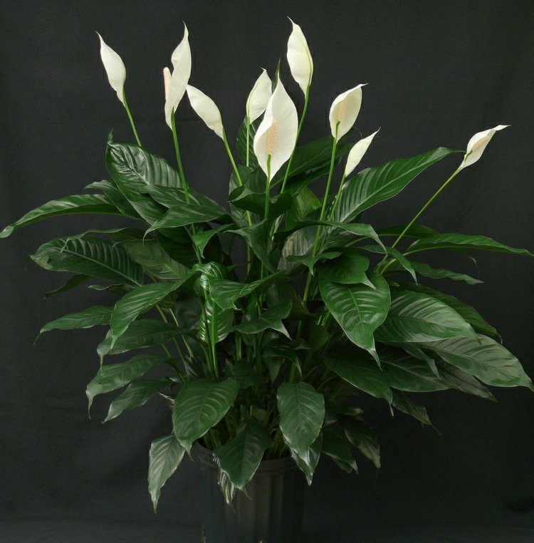 plantas de interior pouca luz folha única flor branca folhas verdes escuras nobres