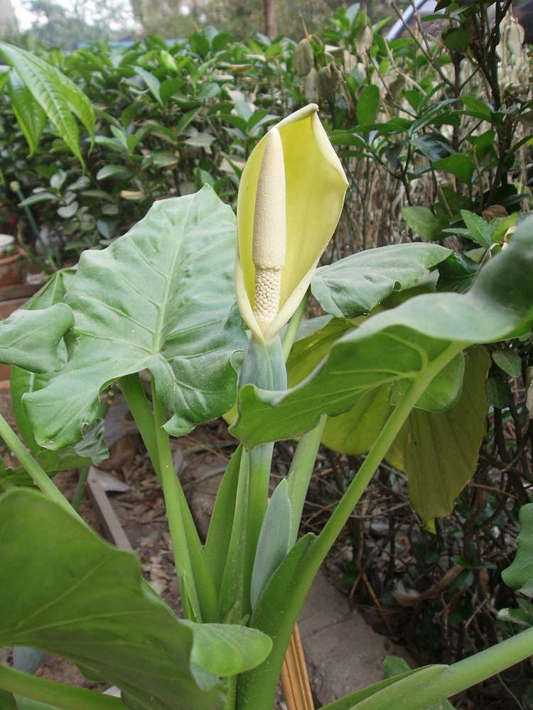 plantas de casa pequena seta luz folha folhas grandes forma flor lâmpada amarela