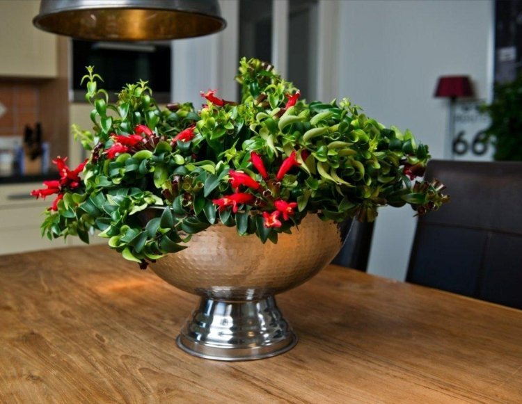 plantas de interior pequena luz flor púbica flores vermelhas ideia de decoração de mesa