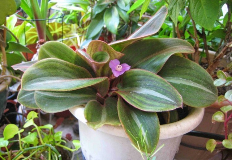plantas de casa pouca luz siderasis flor de violeta atmosfera interior