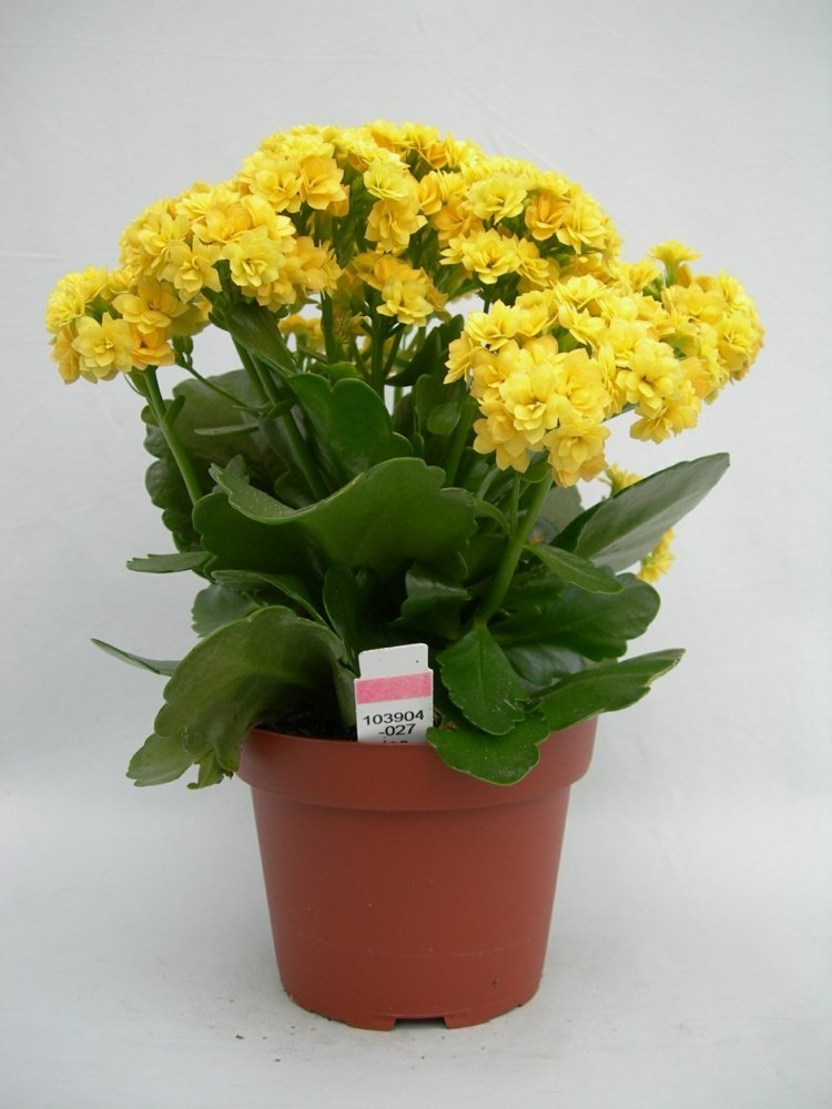 plantas de casa pequena luz kalanchoe amarelo flamejante kaethchen suculento