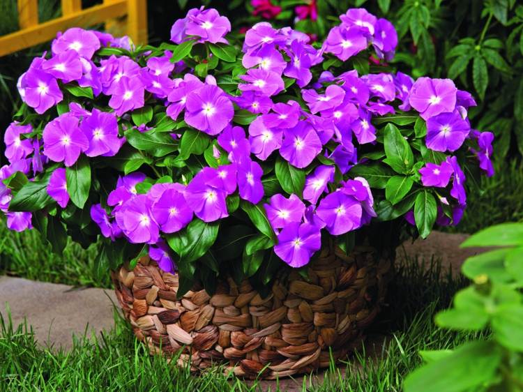 plantas de interior pouca luz vinca flores violeta rosa lilás haengepplant cobertura do solo