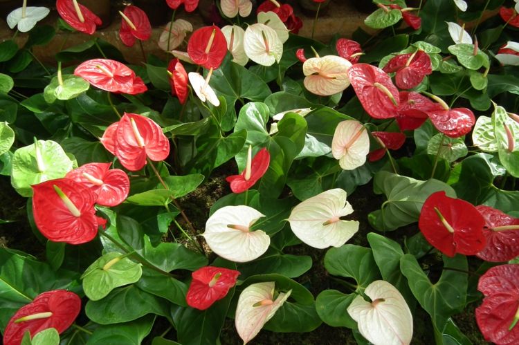 plantas de interior pequena flor flamingo luz vermelha branca decorar interior