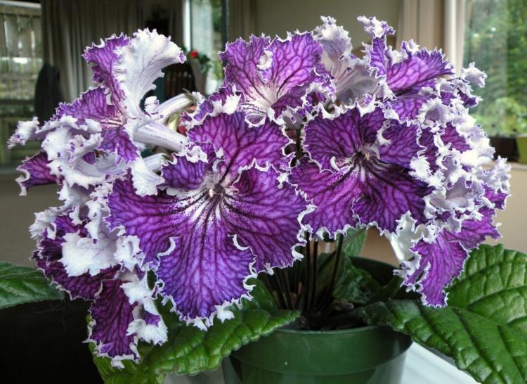 plantas de interior para um pouco de luz torção frutas lindas flores roxo branco