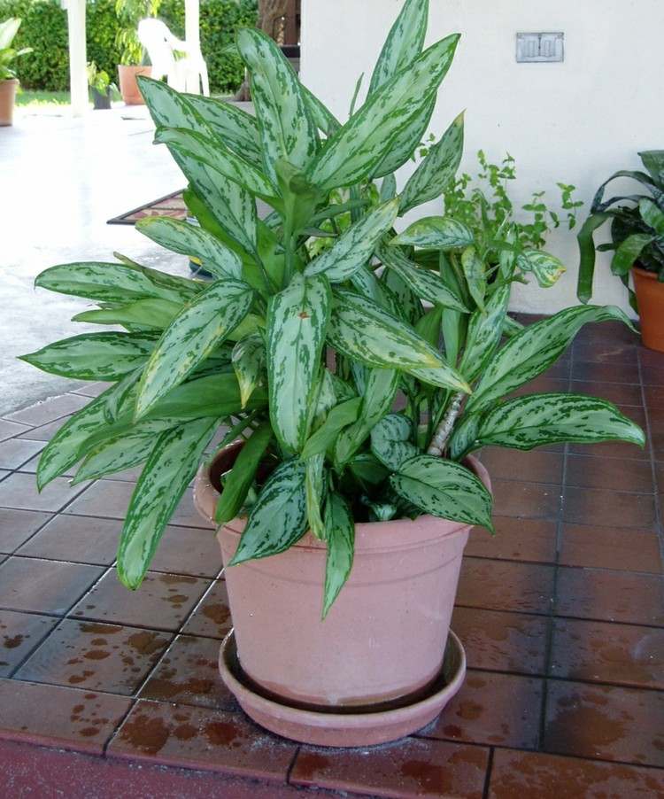 plantas de interior pequeno padrão de linha de espiga de luz deixa dicas fáceis de cuidar