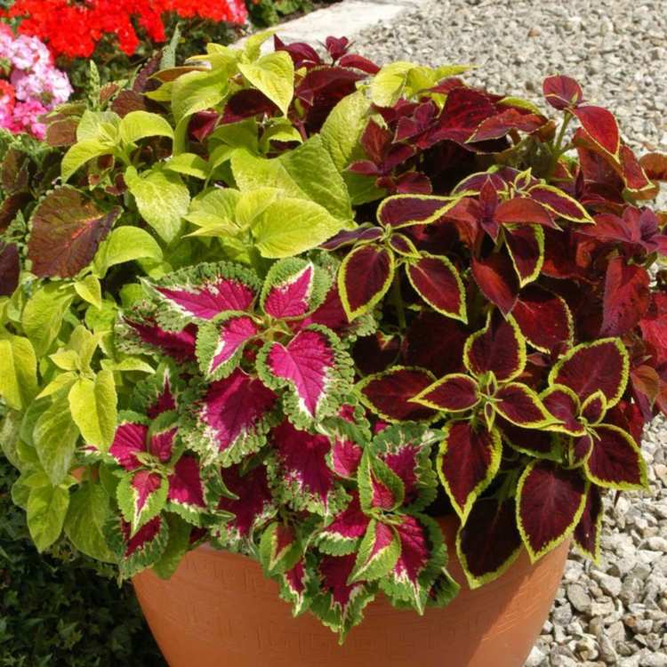 plantas de interior para pequenas folhas de urtiga de cor clara vermelho verde amarelo rosa