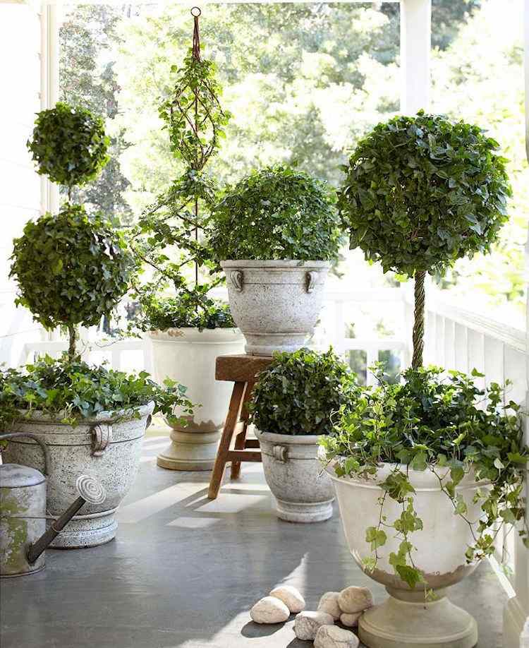 plantas-de-interior-pouca-luz-ivy