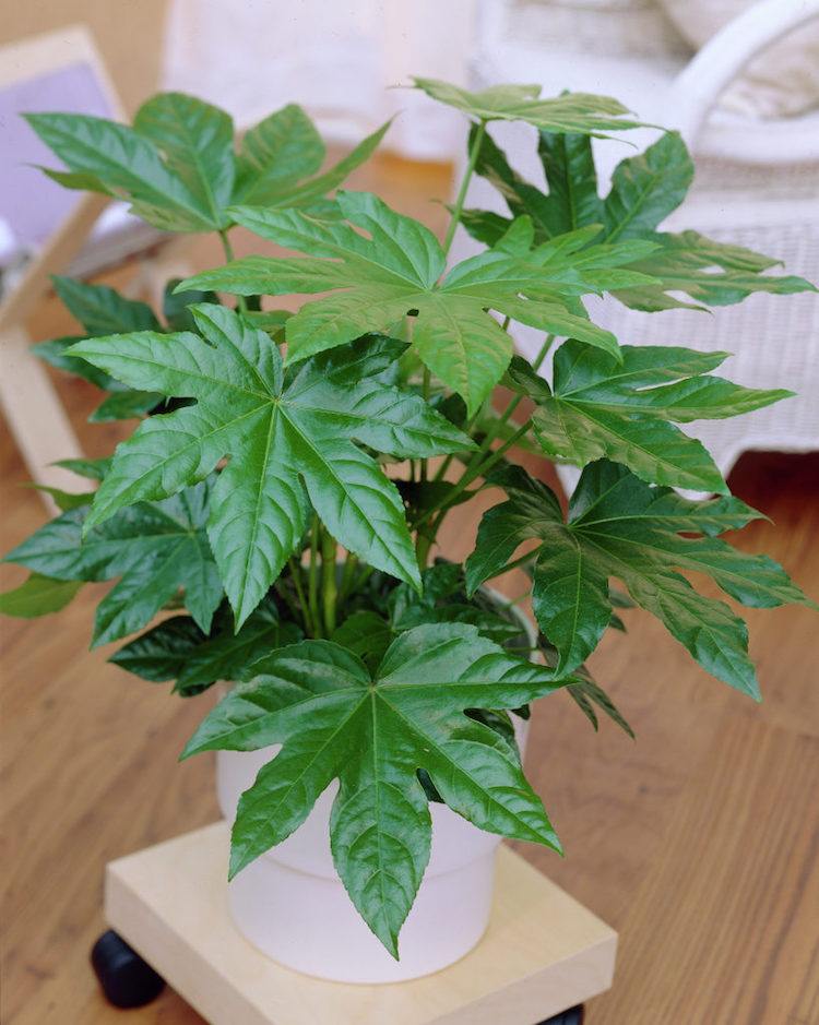 indoor-plants-little-light-indoor aralia