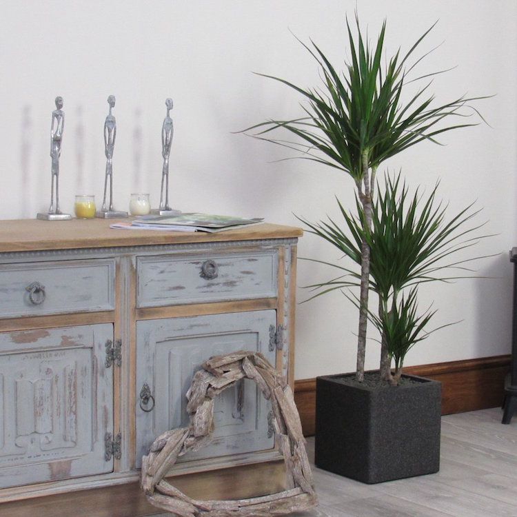 indoor-plants-little-light-Dracena