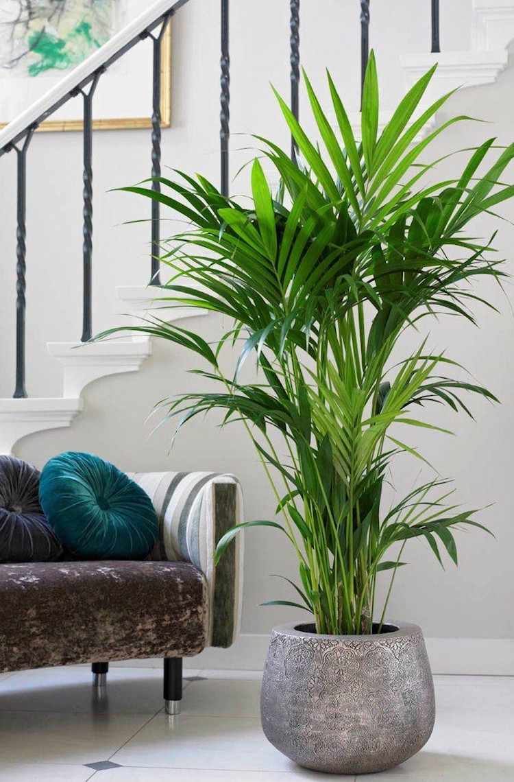 indoor-plants-little-light-cantia palm
