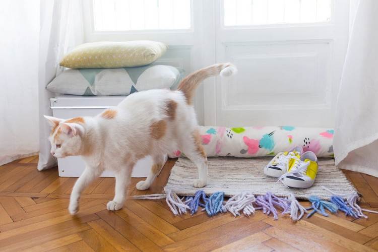 faça você mesmo a rolha de vento, faça você mesmo, corta-vento, porta, janela, casa, artesanato cactos, vasos de flores, parquet, chão, gato